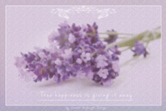 Lavender05