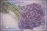 Lavender09