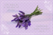 Lavender10